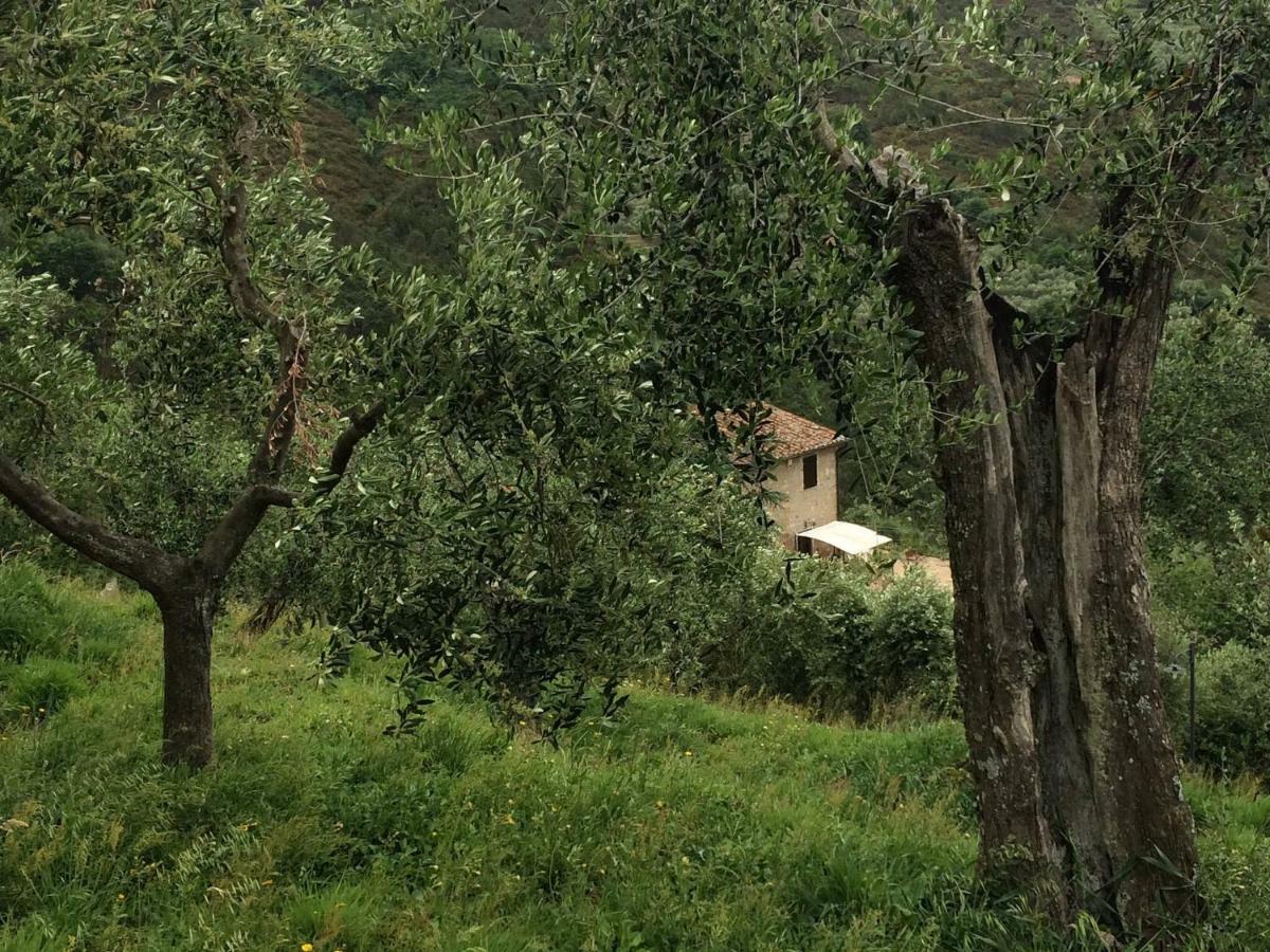 Agriturismo Campo Dei Lupi Villa Vicopisano Buitenkant foto